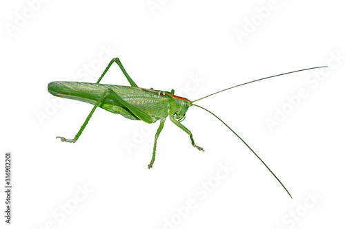 A big green locust isolated on a white background