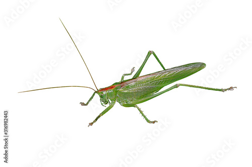 A big green locust isolated on a white background © FloralShot