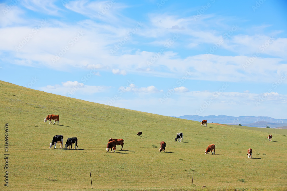A herd of cattle are eating grass on the grassland