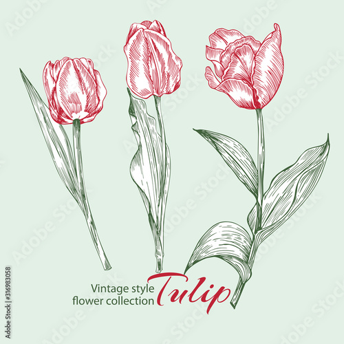 Spring flower tulips in red and green color on white background. Line engraving drawing illustration. Vintage style