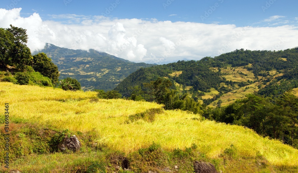 Obraz premium rice or paddy fields in Nepal Himalayas mountains