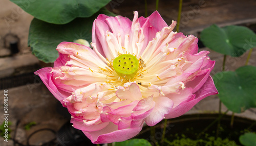 lotus on the plash at lhong 1919 photo