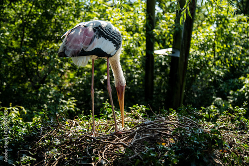 Yellow-billed or wood stork, Mycteria ibis, standing on big nest photo