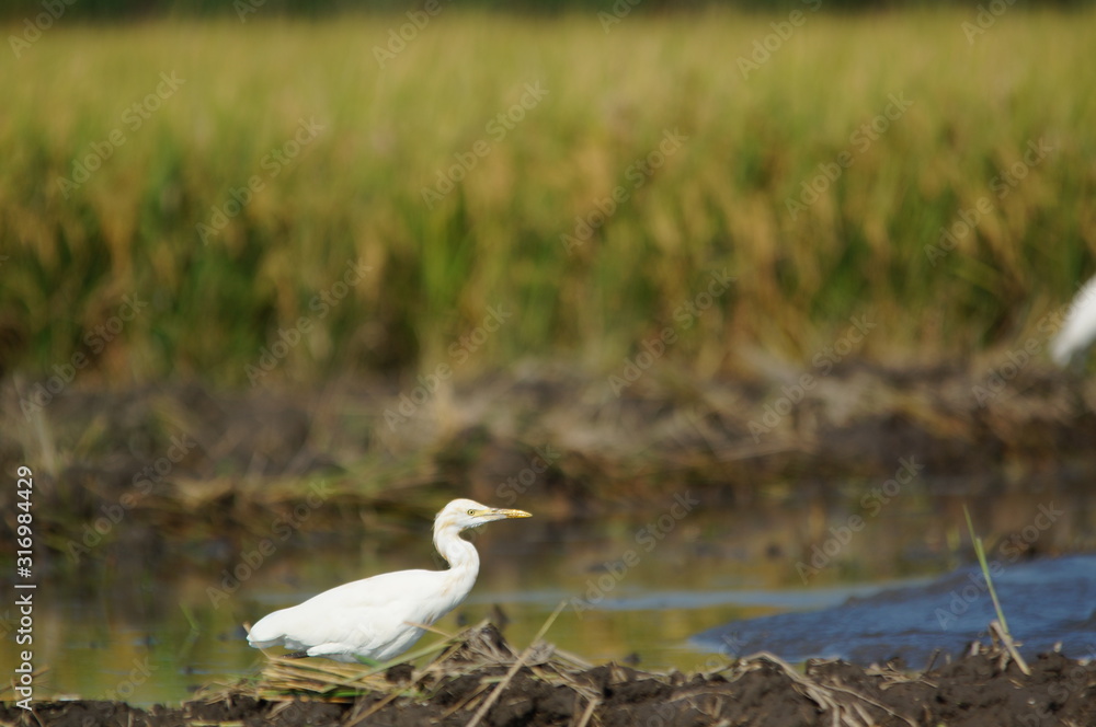 Cattle egret (Bubulcus ibis) in the fields Cattle egret (Bubulcus ibis) in the fields