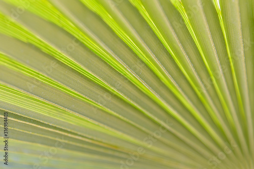 Detalle abstracto de las diagonales que forman una hoja de palmera