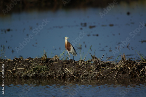 great blue heron in the water photo