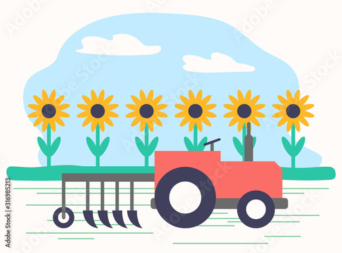 Agriculture and farming, machinery working on field with sunflowers. Farmland harvesting season. Mechanical harvester, automated helper to cultivate soil. Horticulture technologies, vector in flat