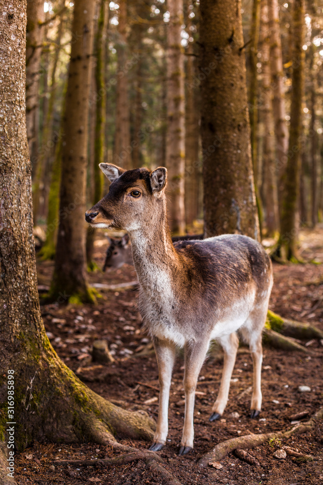 Damwild Gruppe im Wald. Damhirsch. Group of fallow deers in the woods. Damwild Gruppe im Wald. Damhirsch. Group of fallow deers in the woods.