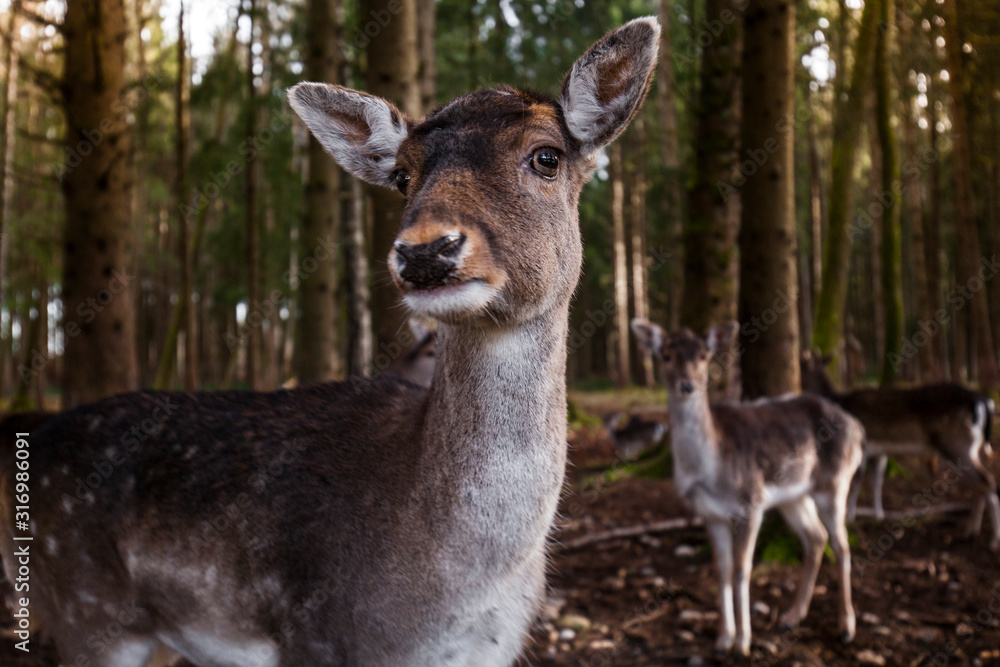 Damwild Gruppe im Wald. Damhirsch. Group of fallow deers in the woods.