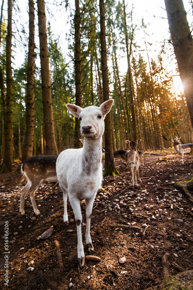 Obraz premium Damwild Gruppe im Wald. Damhirsch. Group of fallow derrs in the woods.