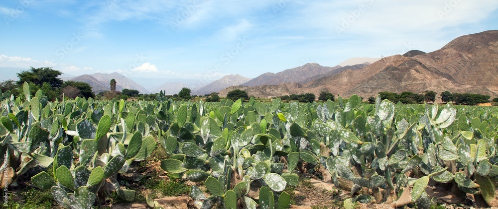Prickly Pear Cactus or Opuntia field near Nasca town Prickly Pear Cactus or Opuntia field near Nasca town