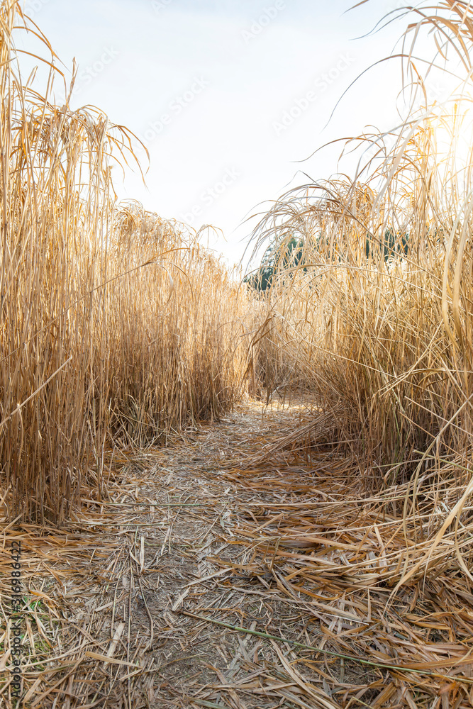 Obraz premium Weg durch Schilfpflanzen. Pfade durch Schilffeld. Spielen im Schilf Feld.