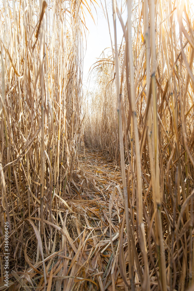 Fototapeta premium Weg durch Schilfpflanzen. Pfade durch Schilffeld. Spielen im Schilf Feld.
