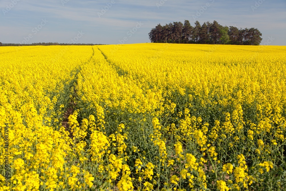 Field of rapeseed, canola or colza Field of rapeseed, canola or colza