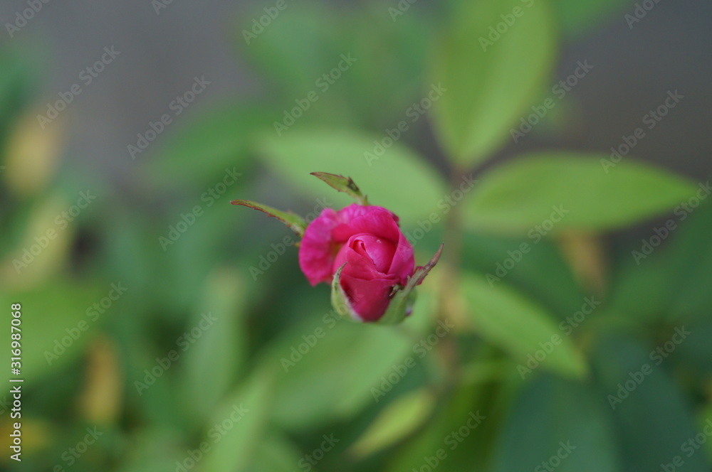 spring pink rose