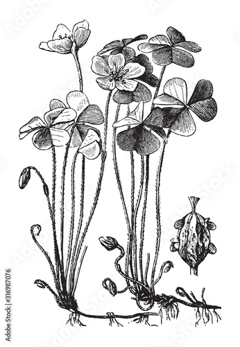 Wood sorrel (Oxalis acetosella) / vintage illustration from Brockhaus Konversations-Lexikon 1908 photo