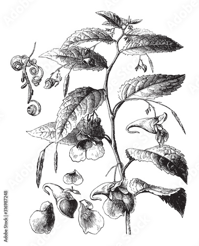 Touch-me-not balsam (Impatiens noli-tangere) / vintage illustration from Brockhaus Konversations-Lexikon 1908