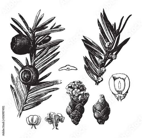 Taxus baccata or Pacific Yew / vintage illustration from Brockhaus Konversations-Lexikon 1908