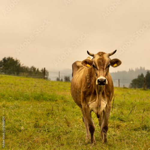 Cow stands in a pasture in a beautiful mountain landscape in Bavaria and looks full of curiosity