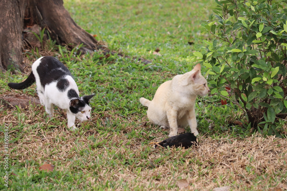 Cats & Prey Cats & Prey