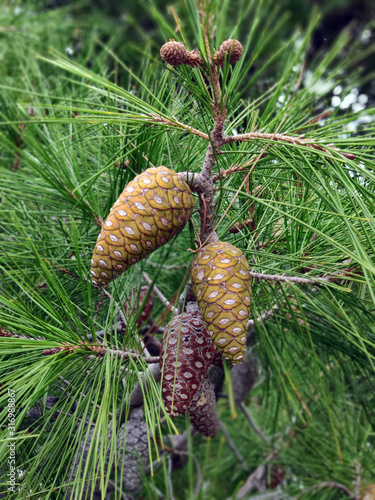 Pine cones on a tree. Green natural background. Selective focus.