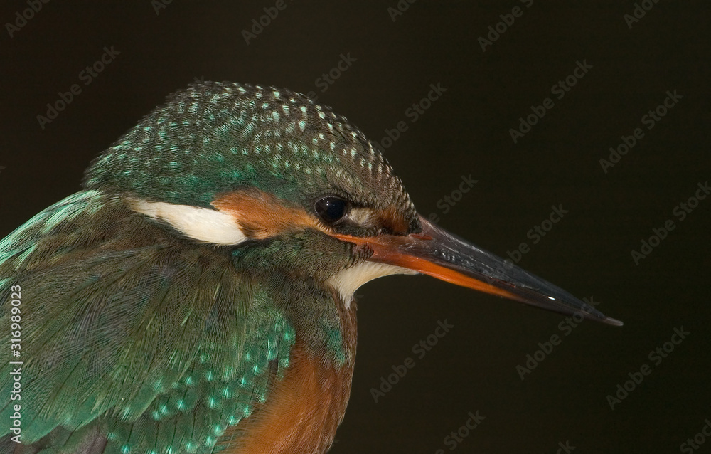 Eisvogel Alcedo atthis Eisvogel Alcedo atthis
