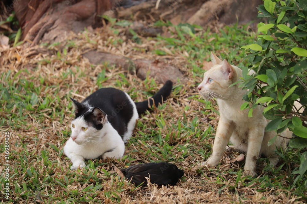 Cats & Prey Cats & Prey