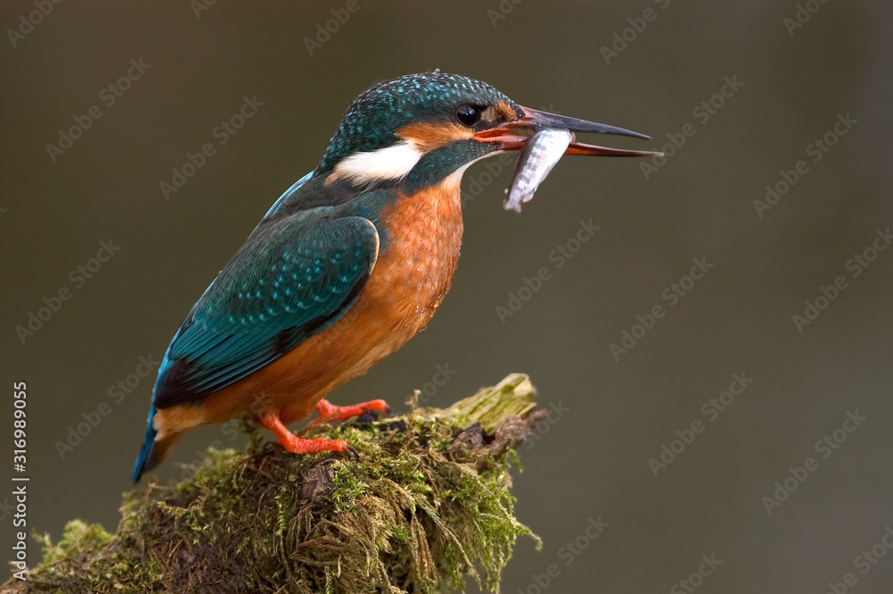 Fototapeta premium Eisvogel Alcedo atthis