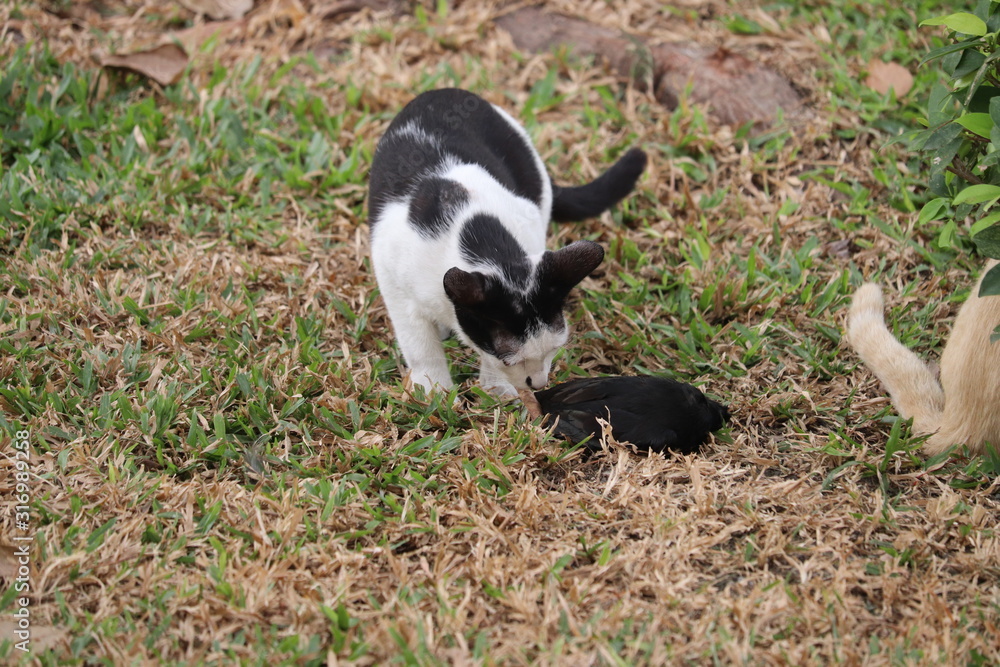 Cats & Prey Cats & Prey