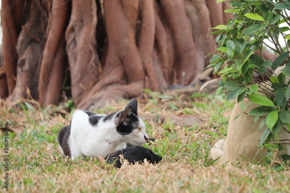 Cats & Prey Cats & Prey
