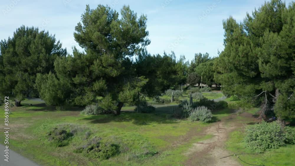 Trees in a park near the beach under blue skies and small clouds of softness. Trees in a park near the beach under blue skies and small clouds of softness.