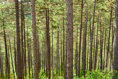 France. H  rault. troncs de pins dans une for  t. pine trunks in a forest.