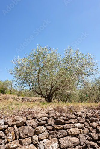 France. Hérault. Un olivier et un mur de pierre. An olive tree and a stone wall.