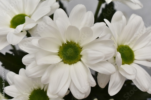 Bouquet of white chamomiles. Flower texture for design. bouquet of white flowers on green background