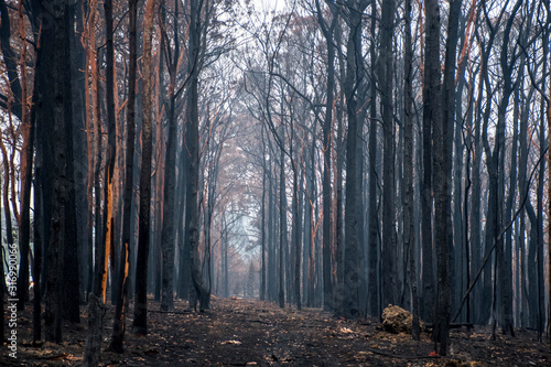 Canvas Print Australian bushfires aftermath: burnt eucalyptus trees damaged by the fire