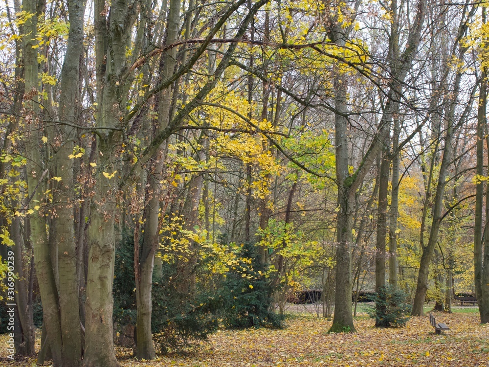 Fototapeta premium Arboretum de la Vallée-aux-Loups 