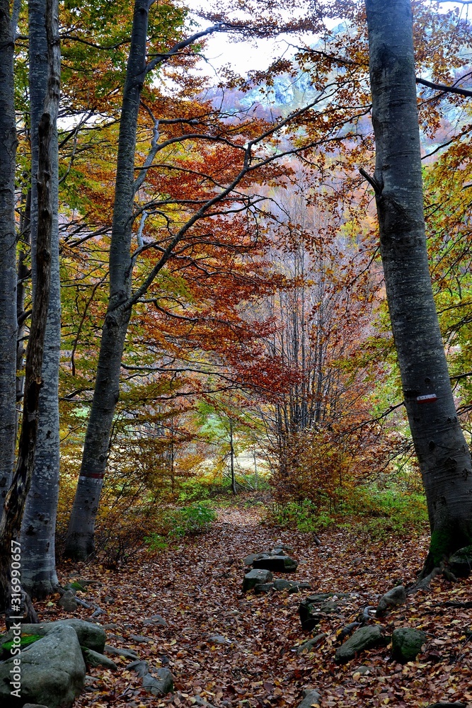 Colori dell'autunno