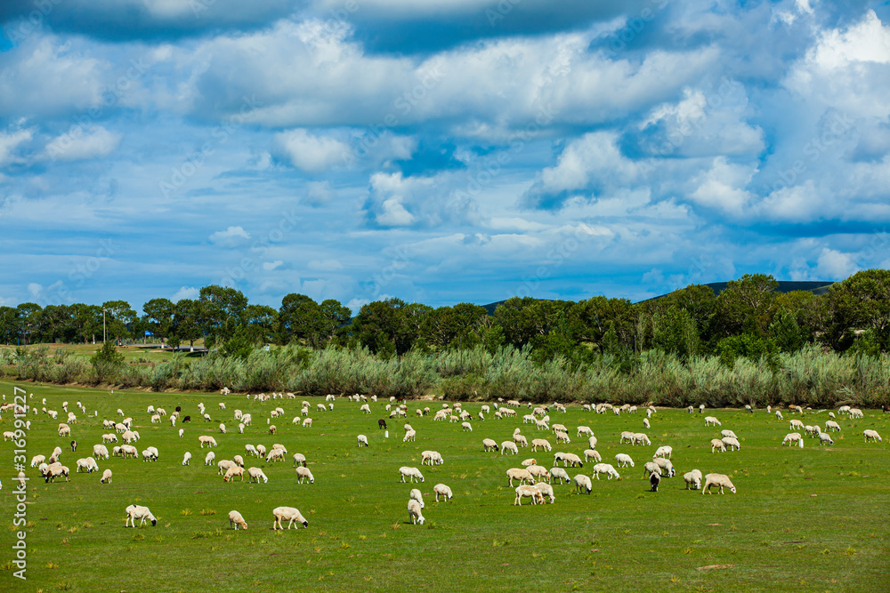 Fototapeta premium Sheep flock is on the grassland