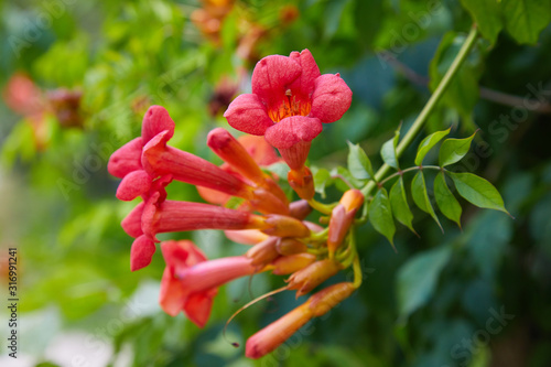 Orange trumpet creeper or trumpet vine. Campsis radicans  trumpet vine or trumpet creeper  also known in North America as cow itch vine or hummingbird vine . The flower of campsis closeup. 