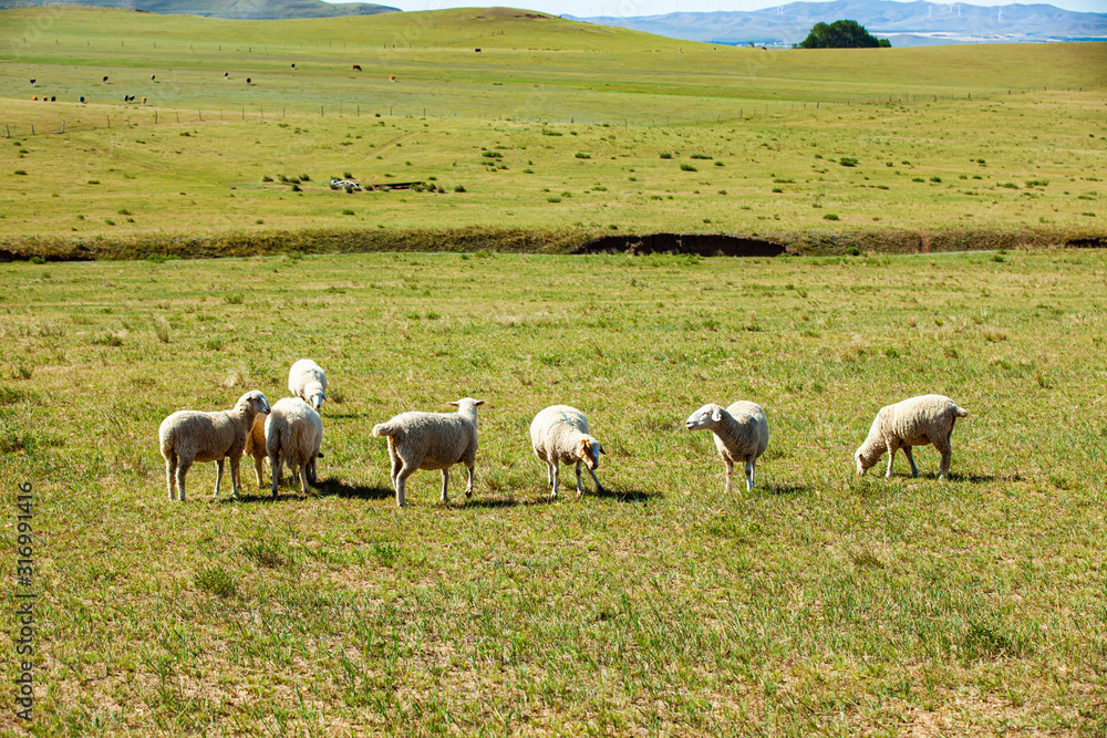  Sheep flock  is on the grassland