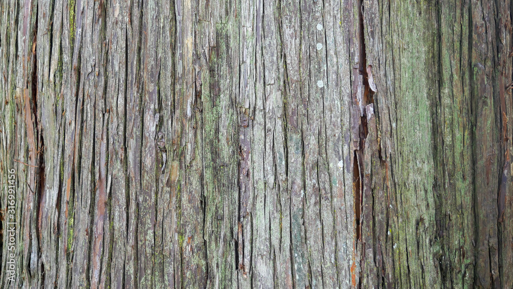 grunge wood plank Texture background for design