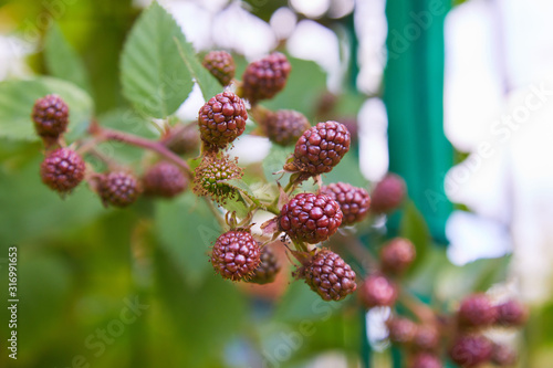 Unripe blackberries on a branch. Delicious black berry growing on the bushes. 