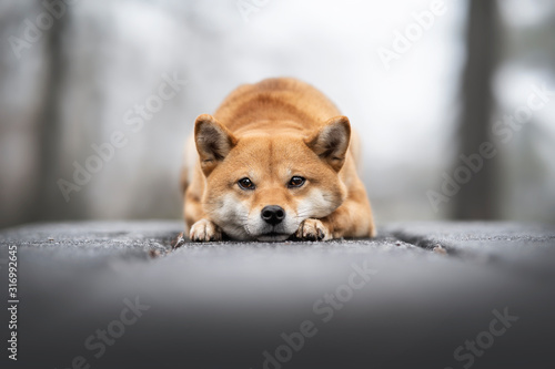 chien shiba inu coucher sur du bois gelé