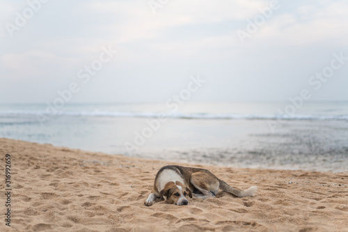 Stray dog lying on the sand on the beach of Sri Lanka