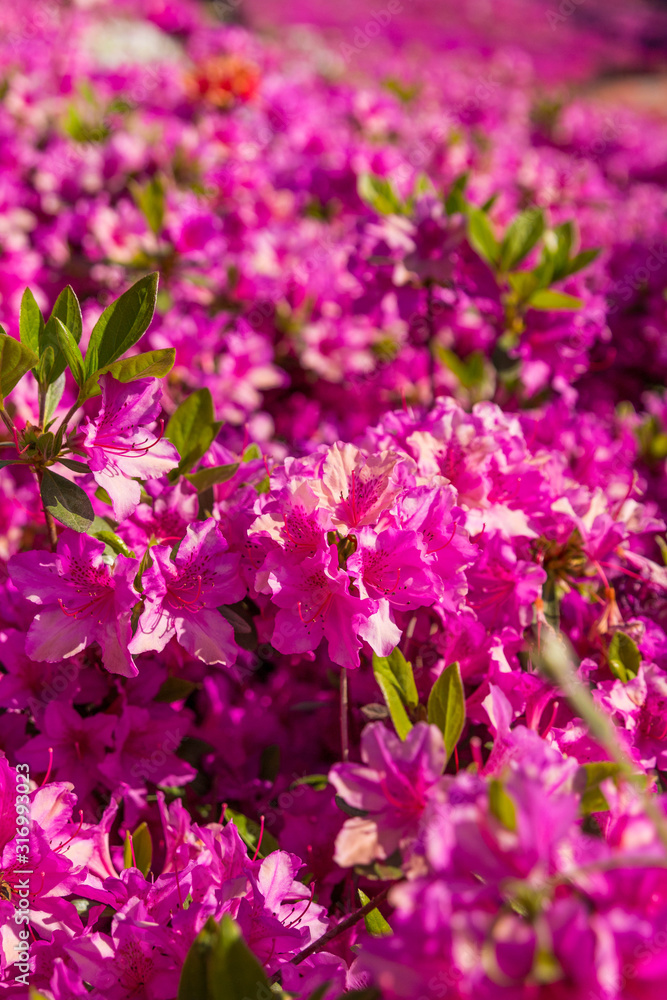 Purple azalea flowers blooming in a garden. Spring festival in South Korea. Purple azalea flowers blooming in a garden. Spring festival in South Korea.