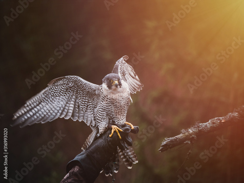 Falconer with Peregrine falcon (Falco peregrinus). Peregrine falcon sits on glove falconer. Autumn sun background. Peregrine falcon portrait. photo