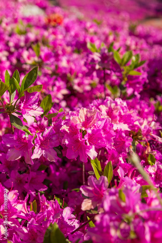 Purple azalea flowers blooming in a garden. Spring festival in South Korea.