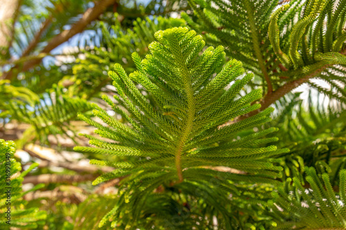 Lush foliage of Araucaria heterophylla or Norfolk Island Pine during the tropical sunny day. Resort or cruise background concept.