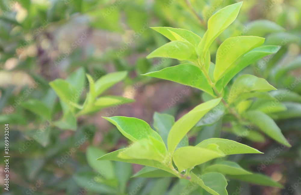 Beautiful green leaves with their patterns.