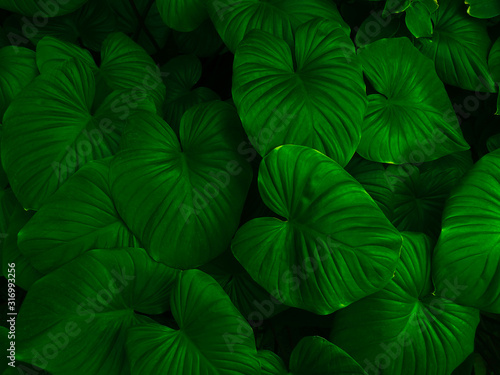 Flat lay, Creative layout dark green leaves texture background. Natural wallpaper pattern background. Empty free space for design creative text, advertising. Top view nature concept